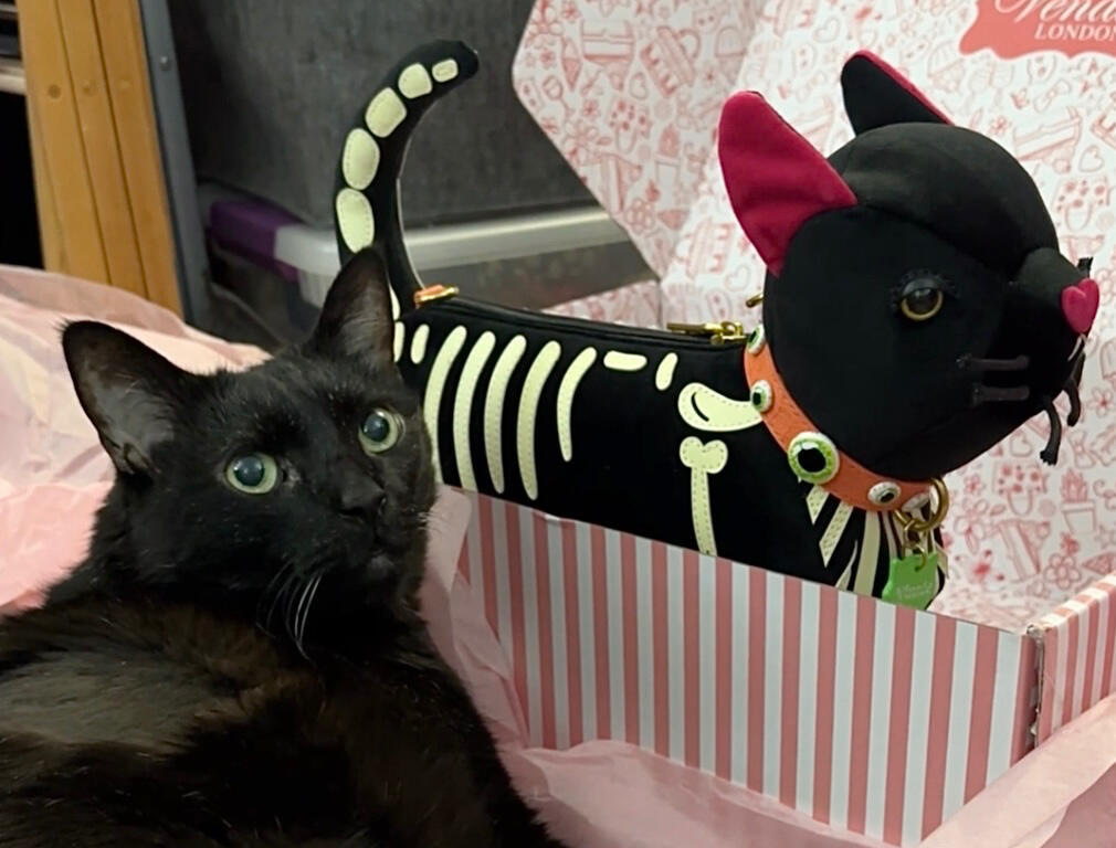 Photo of Manny Halloween Cat posing with a Vendula London I-Scream Parlour Vinnie cat-shaped purse